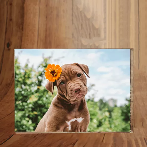 Pets Photoblock Landscape