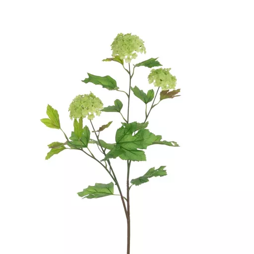 Viburnum.jpg