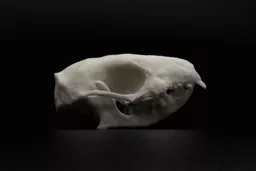 Hedgehog 1.jpg
