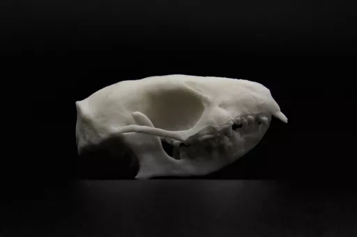 Hedgehog 1.jpg