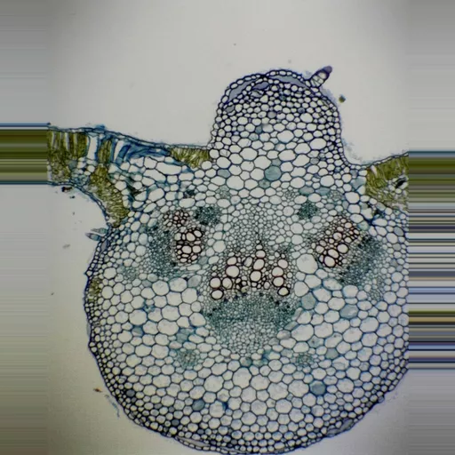 Philip Harris Prepared Microscope Slide - Monocot and Dicot Leaf: Comparison T.S.