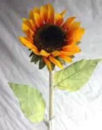 https://starbek-static.myshopblocks.com/images/tmp/nt_304_sunflower1.5.jpg