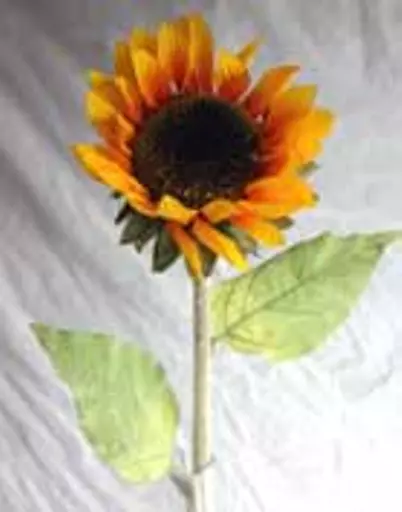 https://starbek-static.myshopblocks.com/images/tmp/nt_304_sunflower1.5.jpg