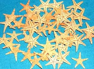 50 x Mini Starfish