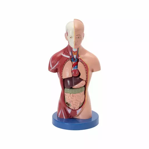 HUMAN TORSO MINI