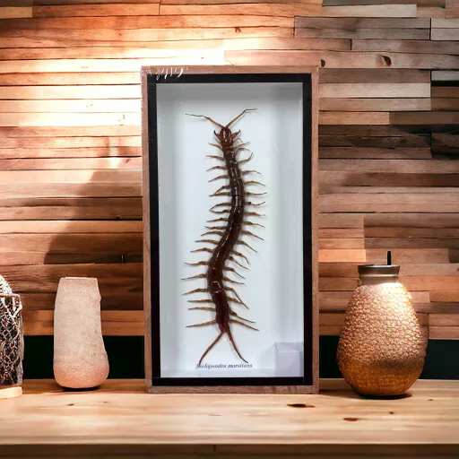 Real Exotic Centipede in Frame