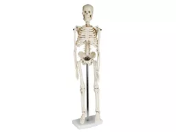 mini_skeleton_model (1).jpg