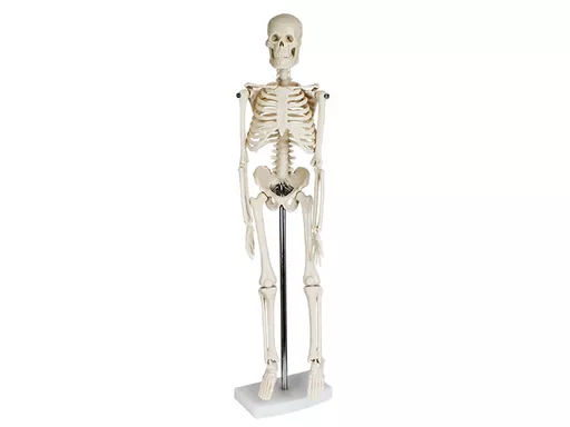 mini_skeleton_model (1).jpg