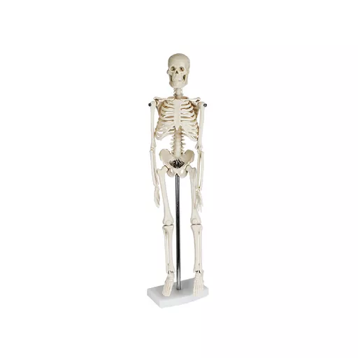Human Skeleton - Desktop Model (40cm)