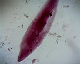 FINHC1006404.png