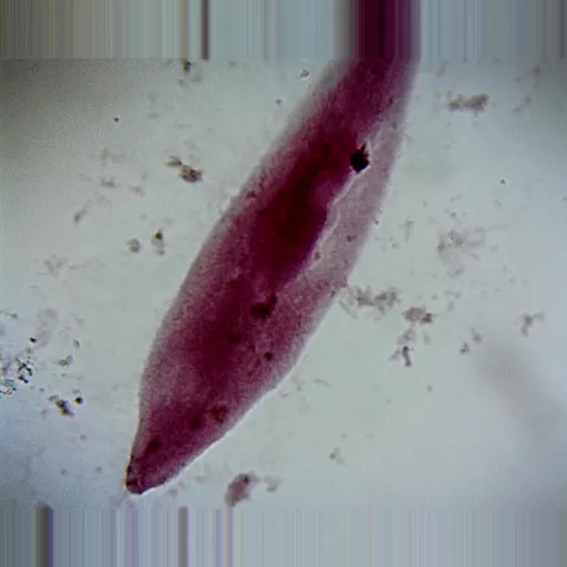 Philip Harris Prepared Microscope Slide - Paramecium caudatum W.M.