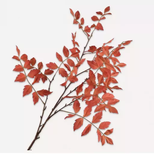 Orange/Red Mahogany Spray Branches