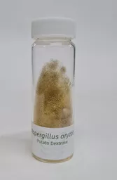 ao-scaled.jpg