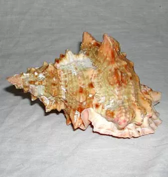 Frogshell