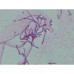 FINHC1890214.png