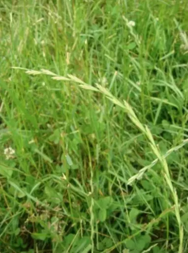 Classic_Mix_Grasses_and_clover.jpg