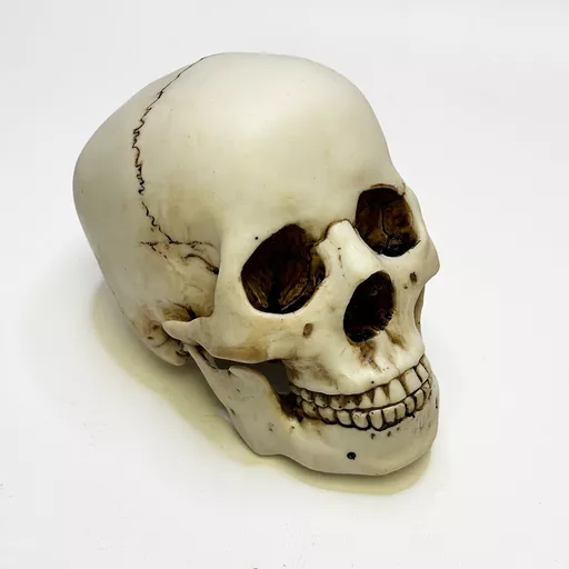Human Skull 2.jpg