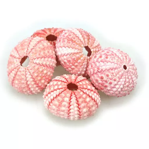 Pink Urchins 1.jpg