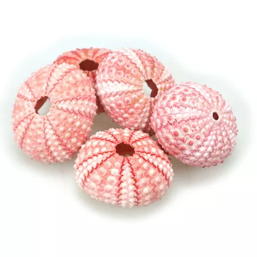 Pink Sea Urchins x 12