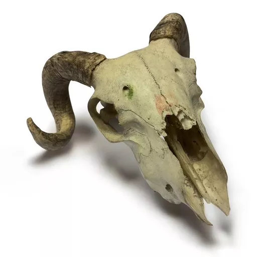 Sheep Skull