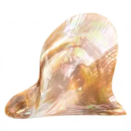Polished Brown Lip Shell.jpg