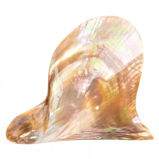 Polished Brown Lip Shell