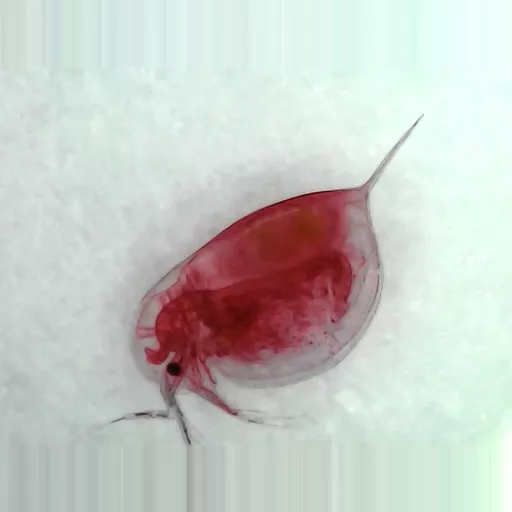 MICROSCOPE SLIDE - Daphnia or related genus W.M.