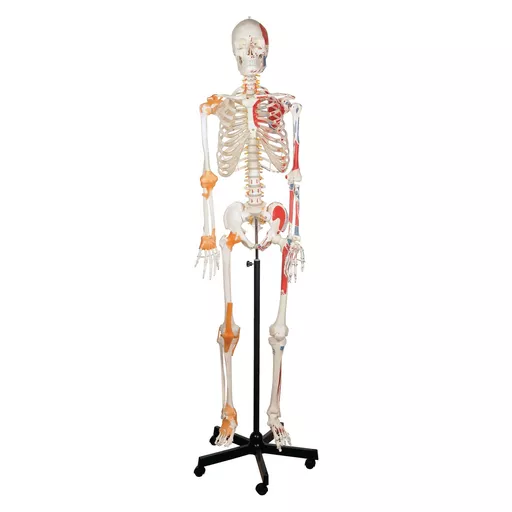 Philip Harris Human Skeleton with Ligaments