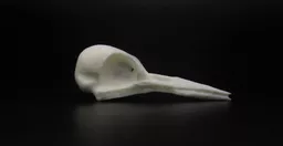 Woodpecker Skull 1.jpg