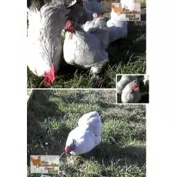 Lavender Pekin photo.jpg