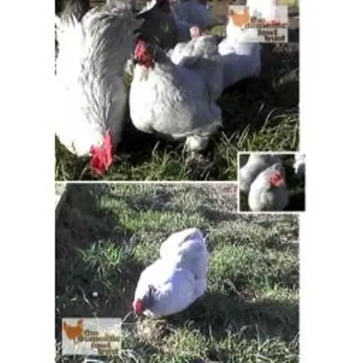 Lavender Pekin photo.jpg