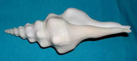 Fisinius Shell