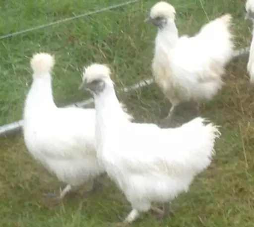 Silkie - point of lay
