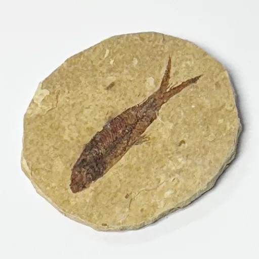 Knightia Fossil Fish 1.jpg