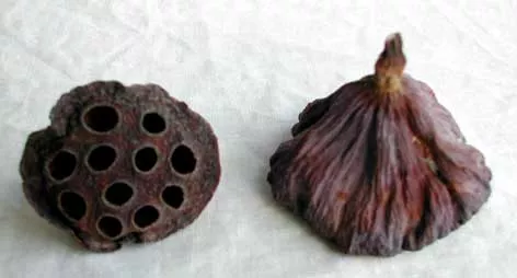 Medium Lotus Heads