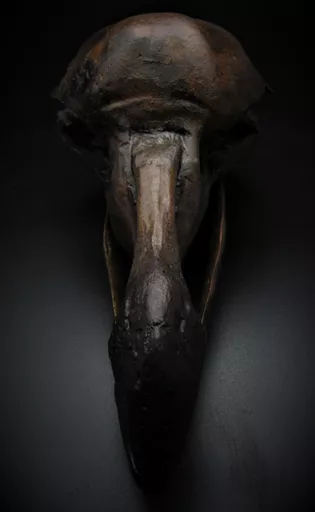 Dodo 3.jpg