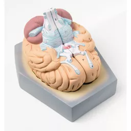 FINHC1009841.png