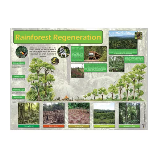 Rainforest Regeneration Poster
