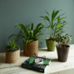 secret room wall.webp