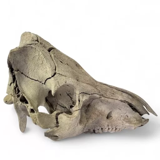 Sheep Skull