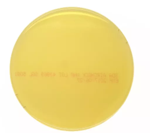 165165398829418901d3944112a1b35b8a1dc3bcd2.PNG?