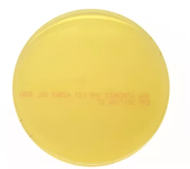 SABOURAUD DEXTROS AGAR IR/PP