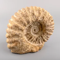 Large Ammonite.jpg