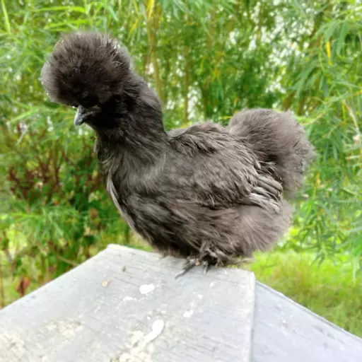 Silkie - point of lay