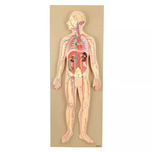 Philip Harris Human Circulatory System Model