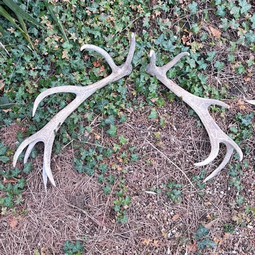 X-Large Pair of Antlers