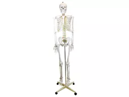 skeleton_180cm_2015.jpg