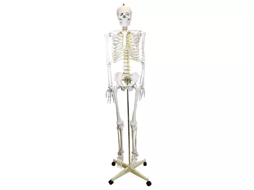 skeleton_180cm_2015.jpg