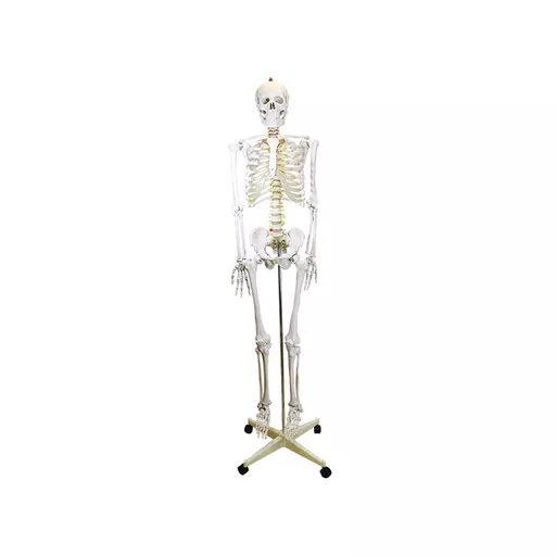 Lifesize Human Skeleton (180cm)