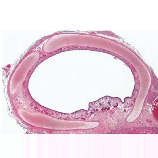 Prepared Microscope Slide Set - Respiratory and Circulatory System - Set of 10 Slides